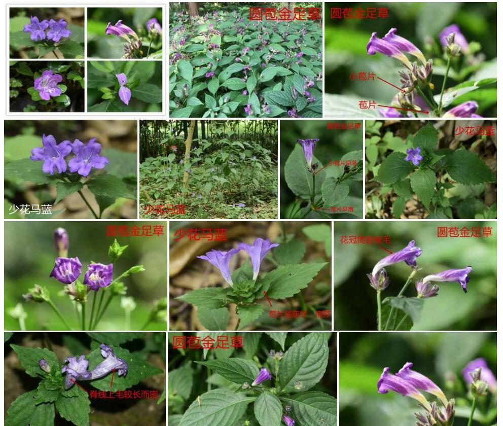 聚花金足草照片和图片/