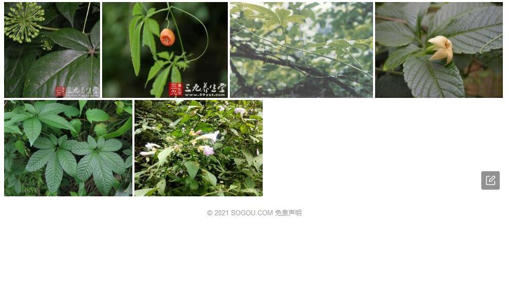 肉花雪胆照片和图片/