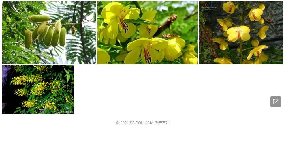 肉荚云实照片和图片/