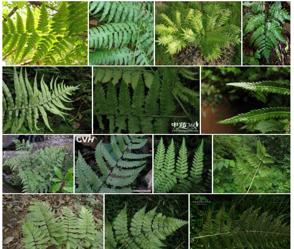 肉质短肠蕨照片和图片/