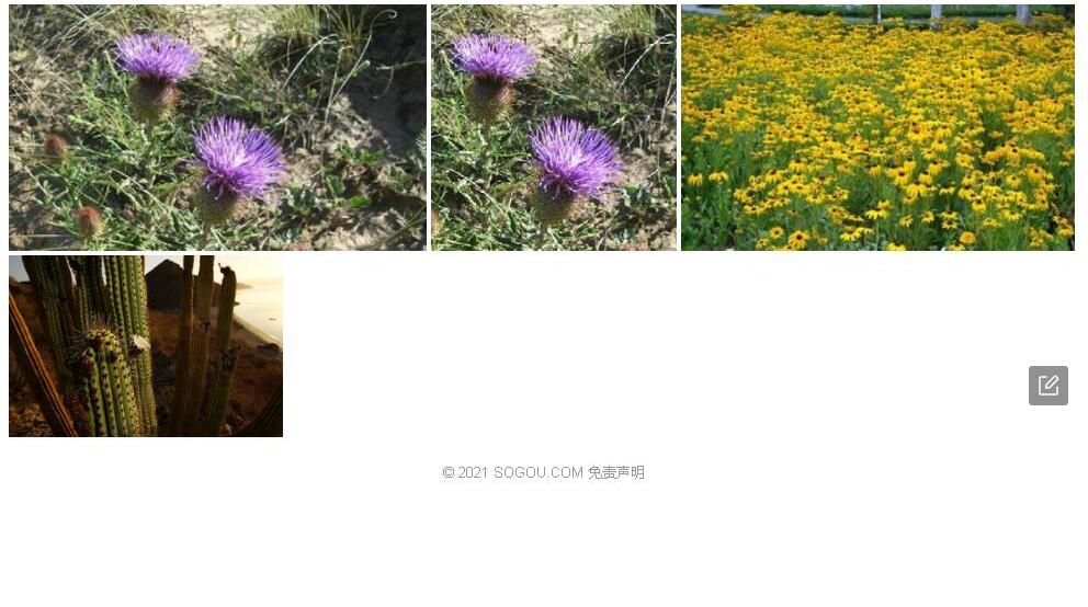 肋果蓟照片和图片/