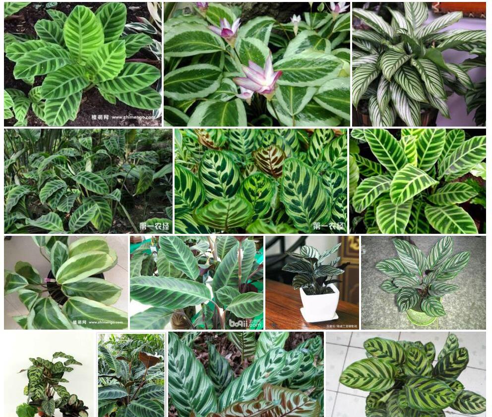 肖竹芋照片和图片/