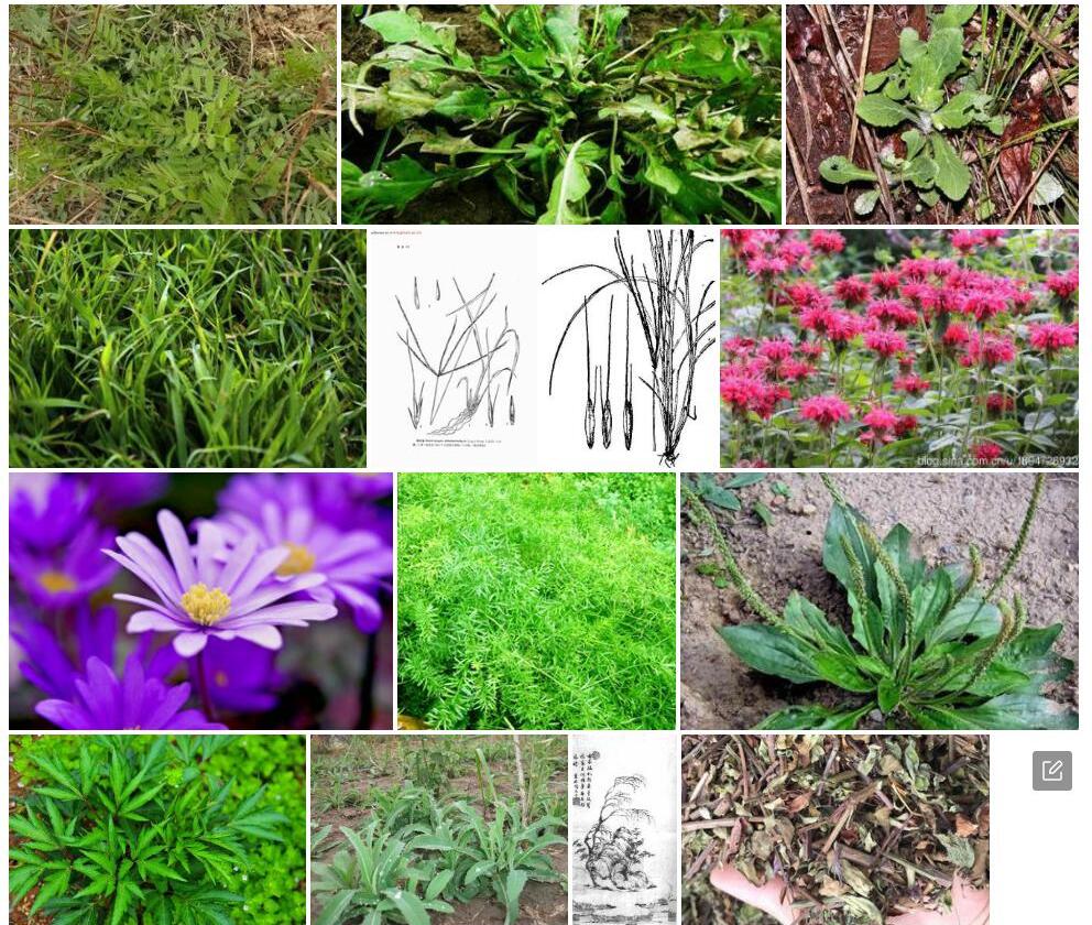 肠须草照片和图片/