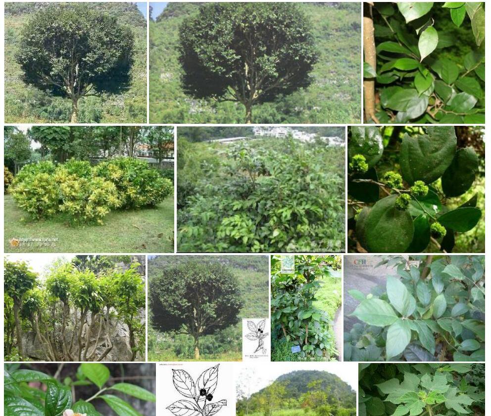 肥牛树照片和图片/