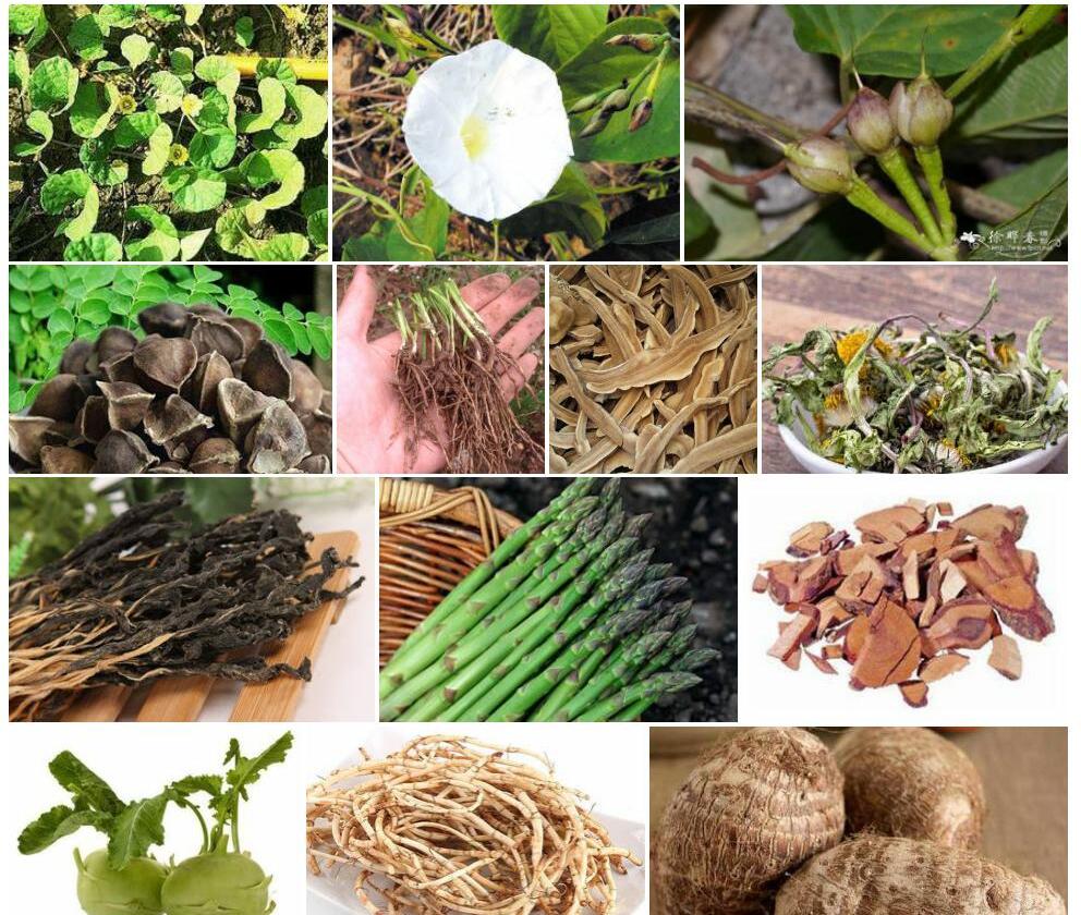 肾叶山猪菜照片和图片/