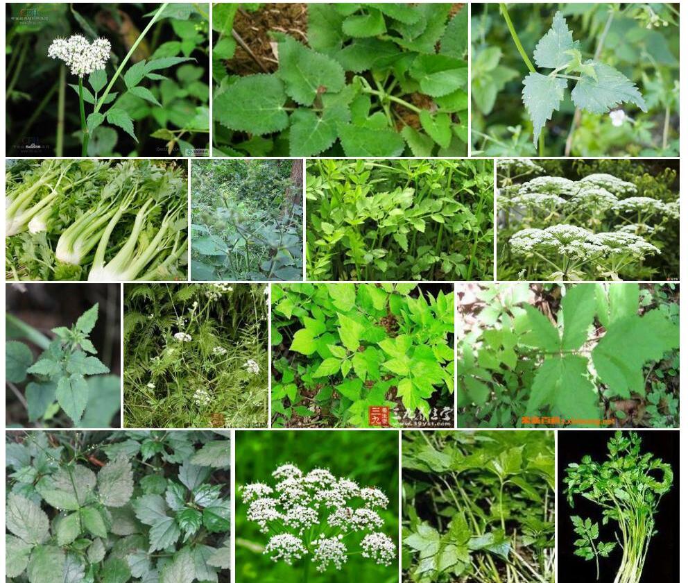 肾叶茴芹照片和图片/