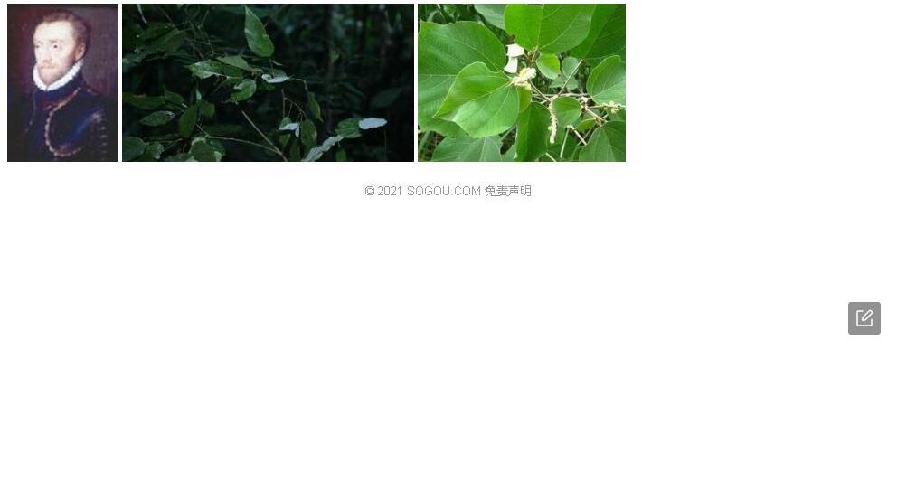 肾叶野桐照片和图片/