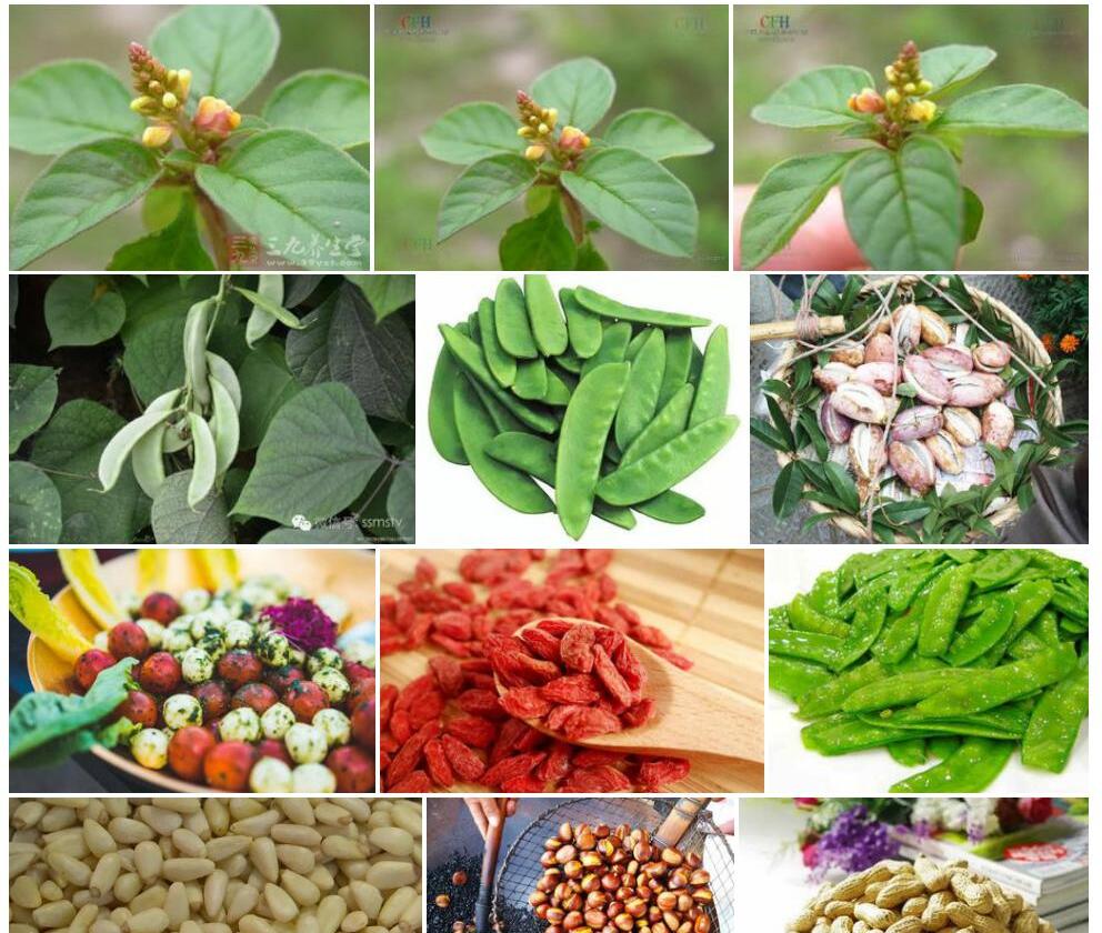 肾果小扁豆照片和图片/
