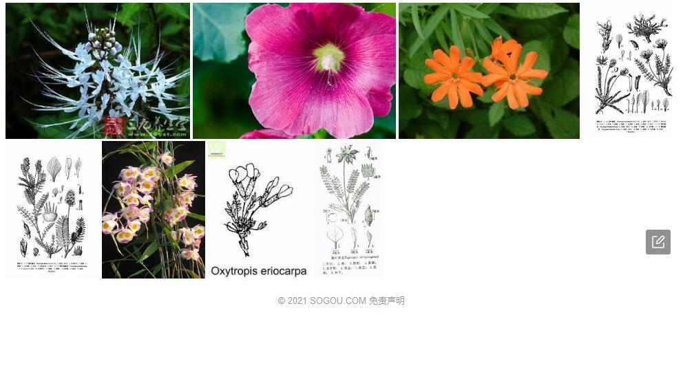 肾瓣棘豆照片和图片/