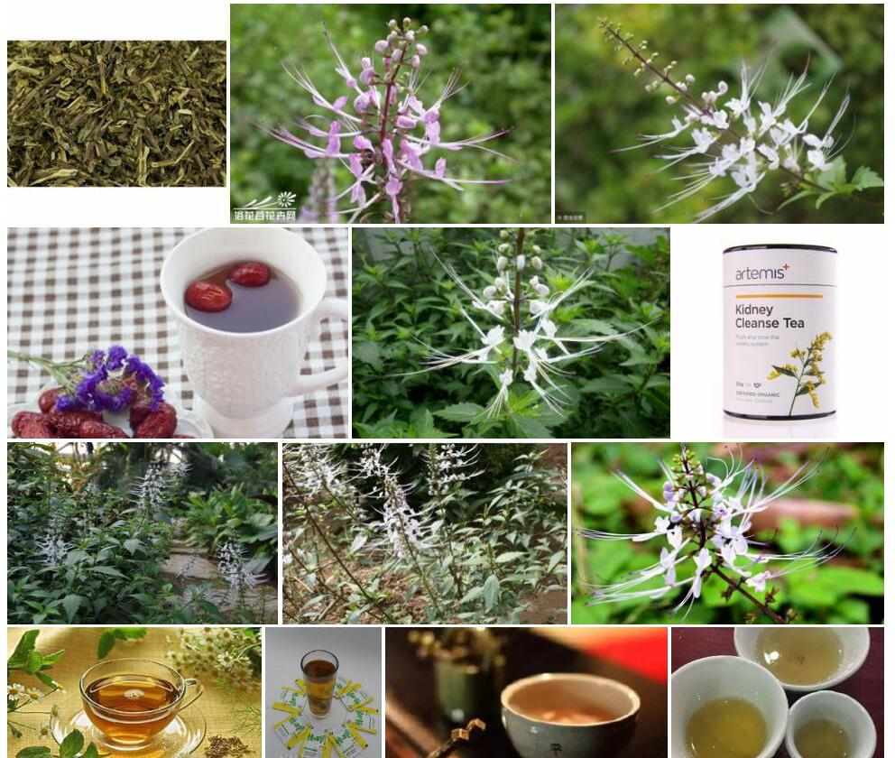 肾茶照片和图片/