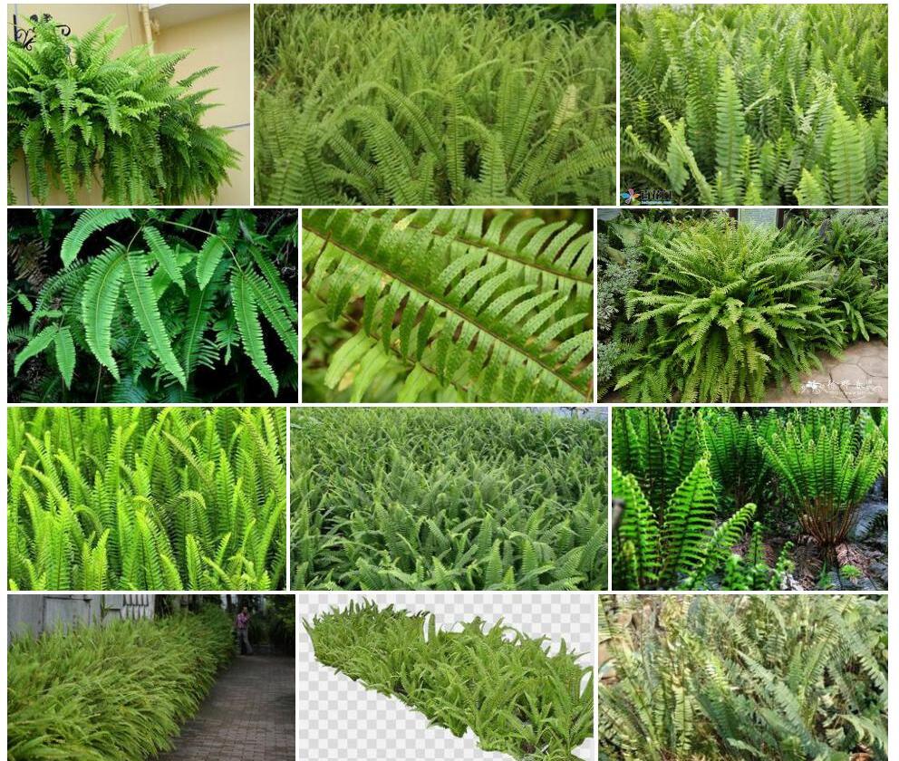 肾蕨照片和图片/