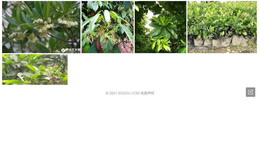 肿柄杜英照片和图片/