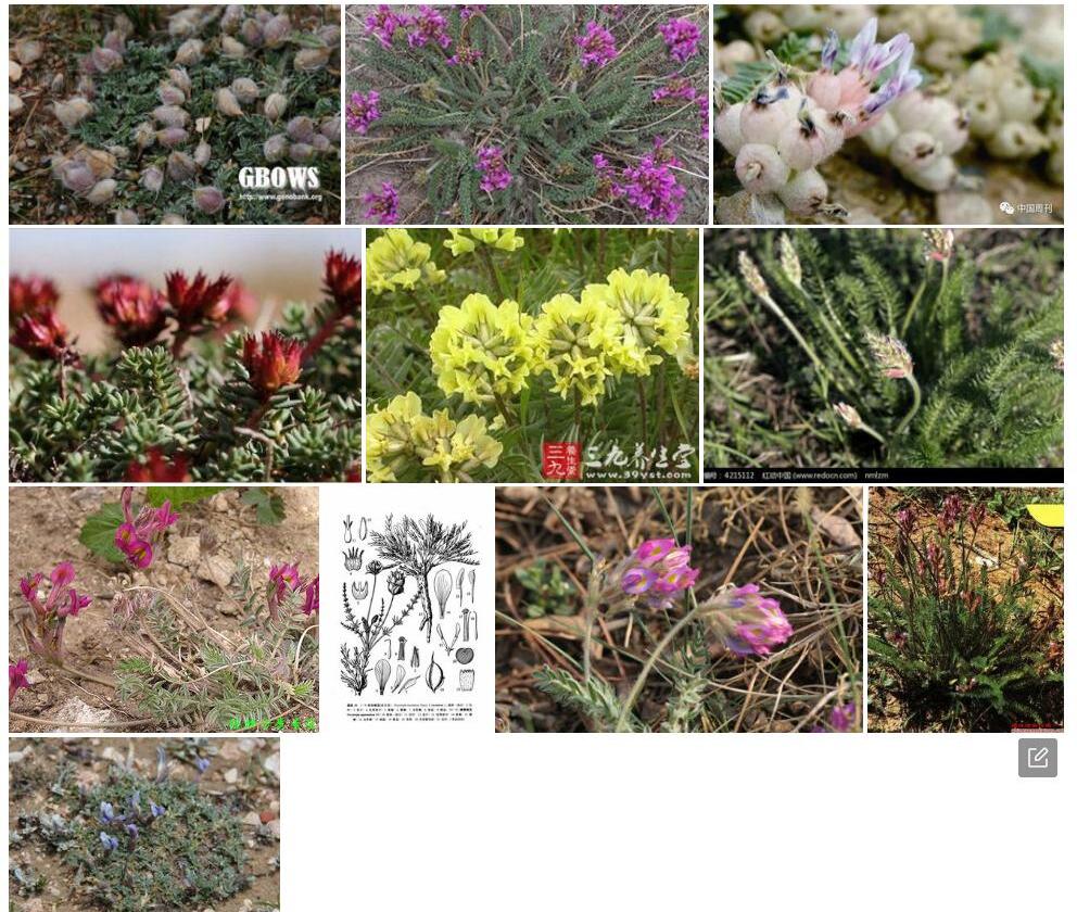 胀果棘豆照片和图片/