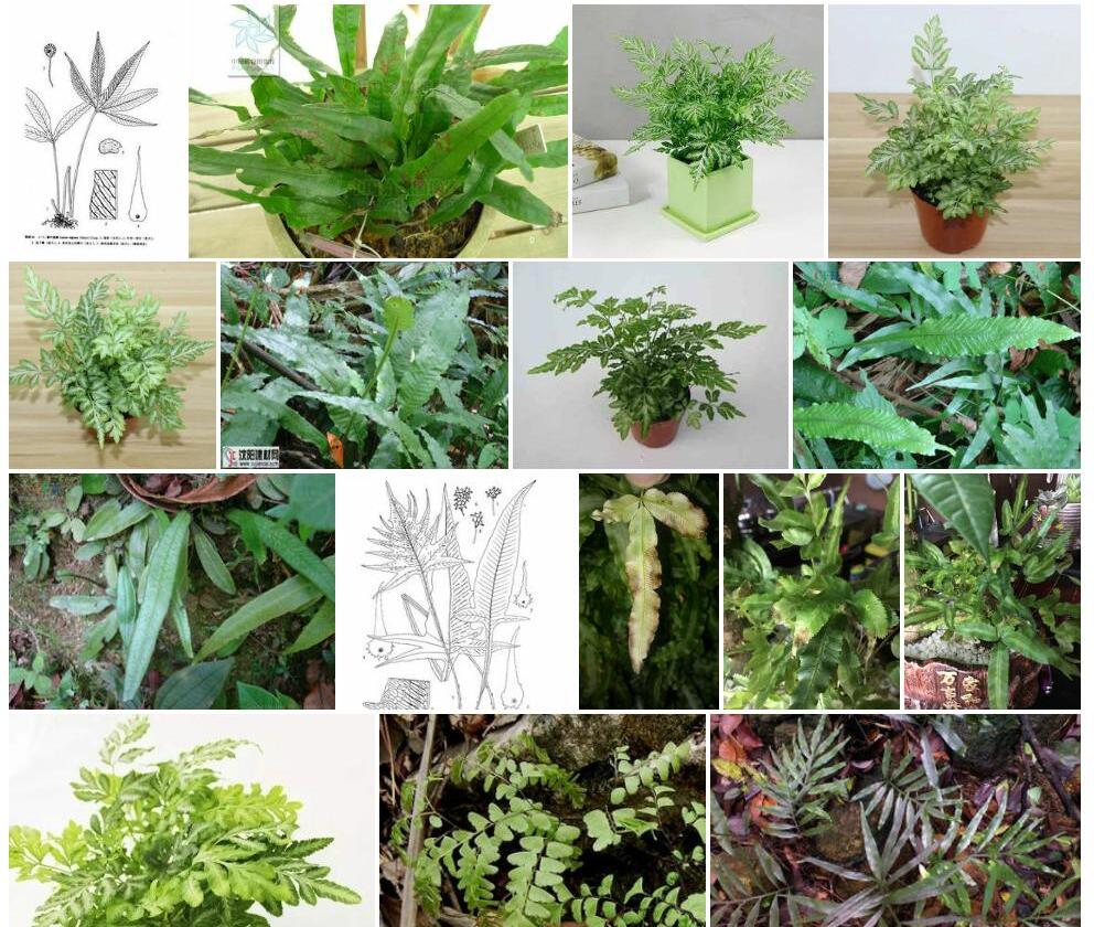 胄叶线蕨照片和图片/