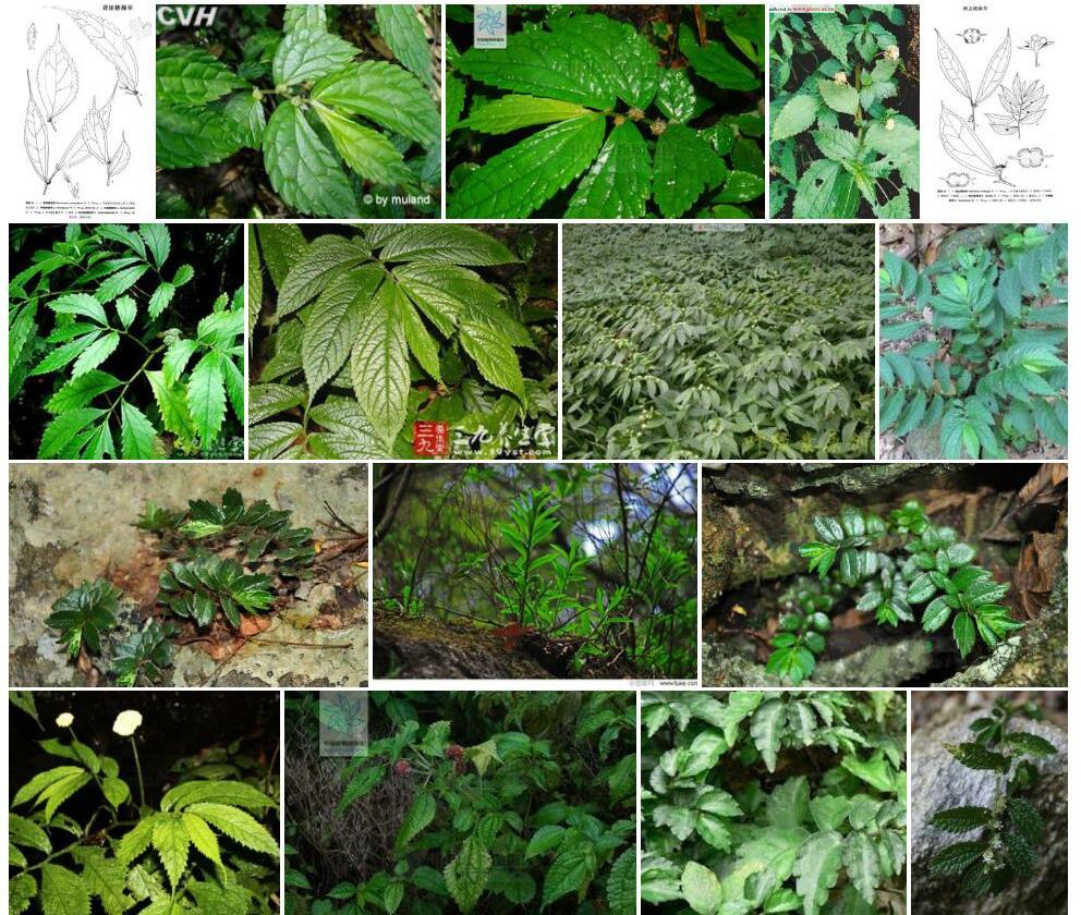 背崩楼梯草照片和图片/