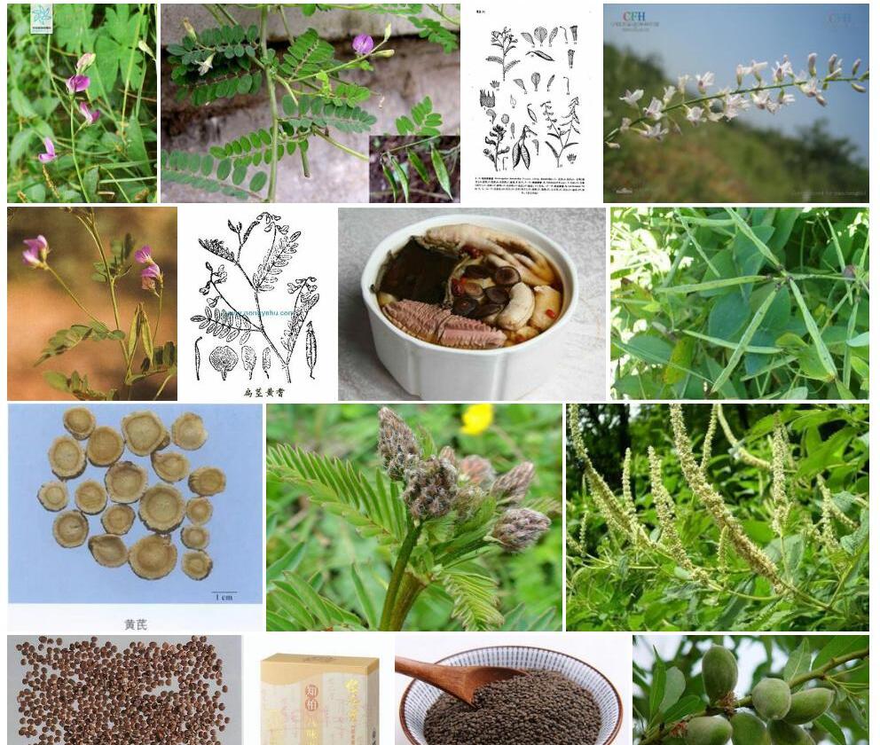 背扁黄耆照片和图片/