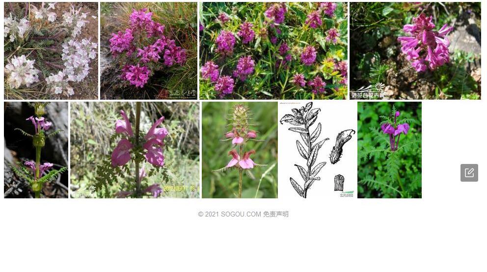 胡萝卜叶马先蒿照片和图片/