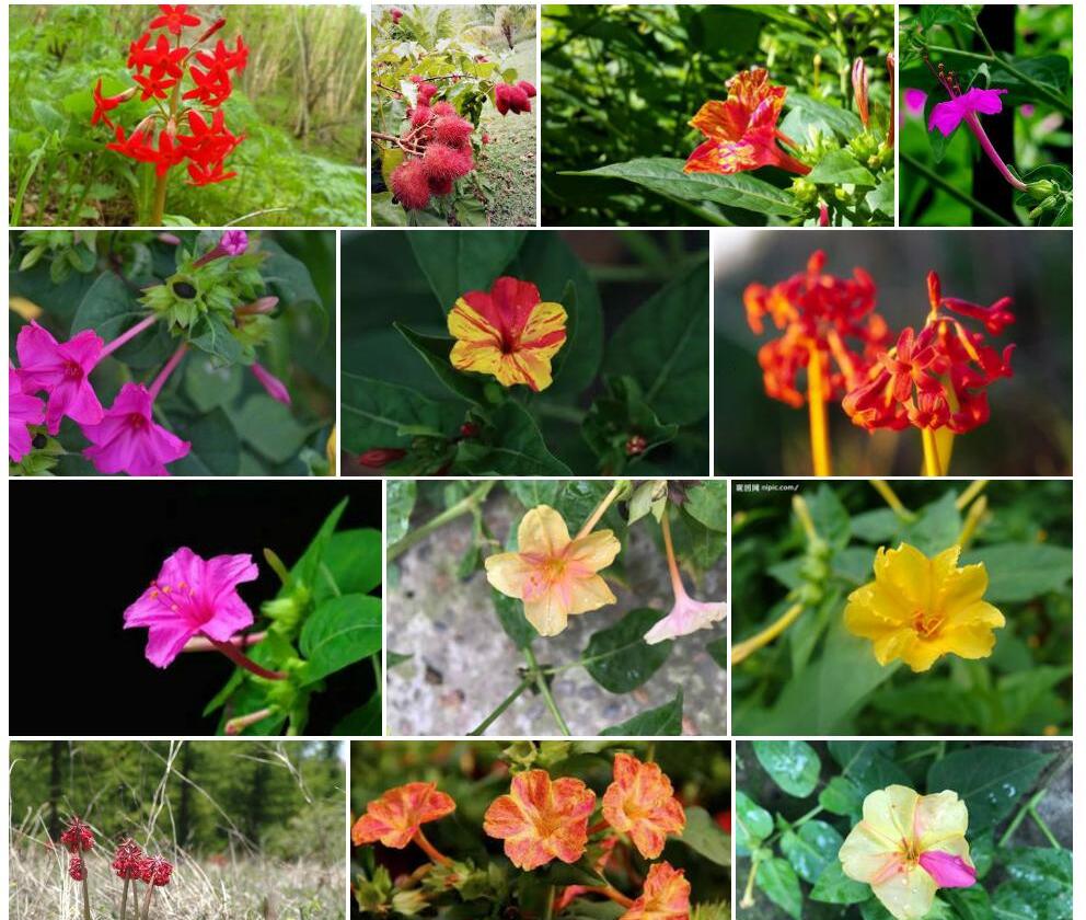 胭脂花照片和图片/