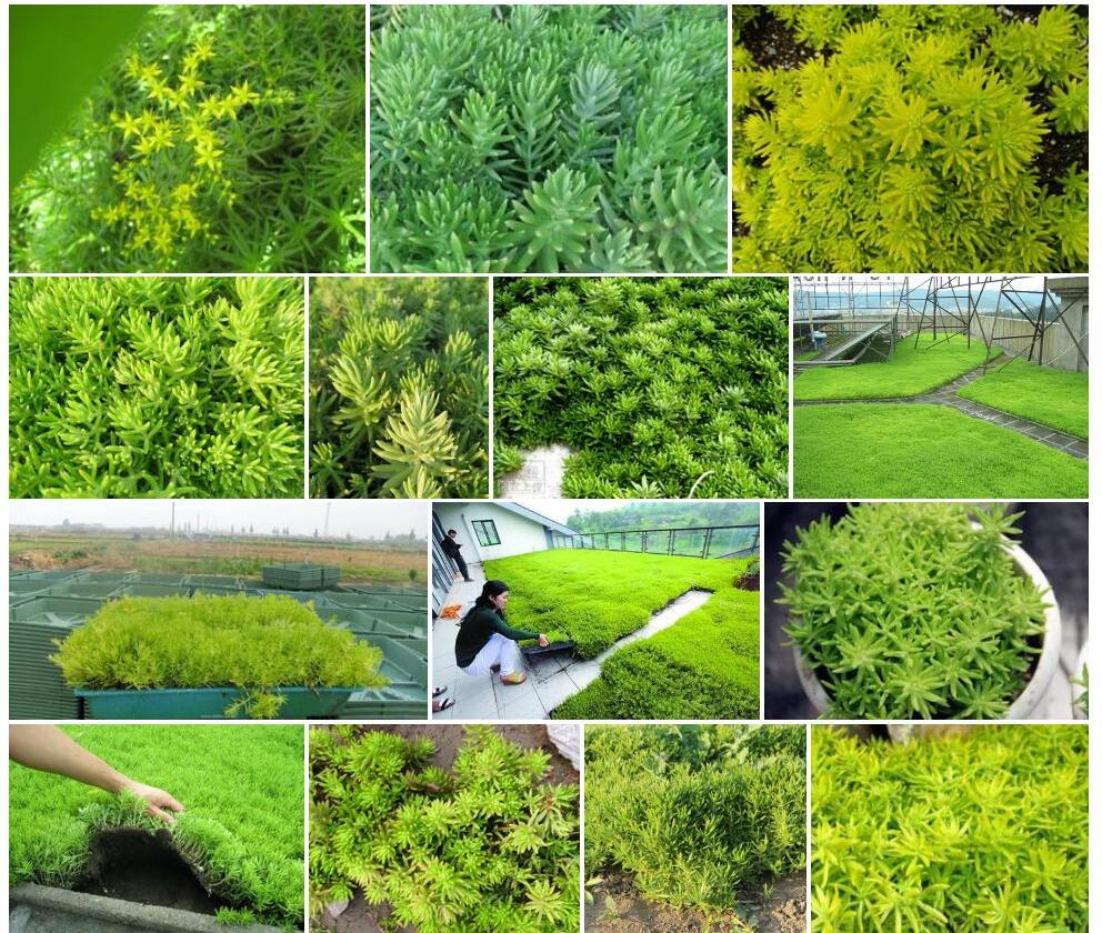 能高佛甲草照片和图片/