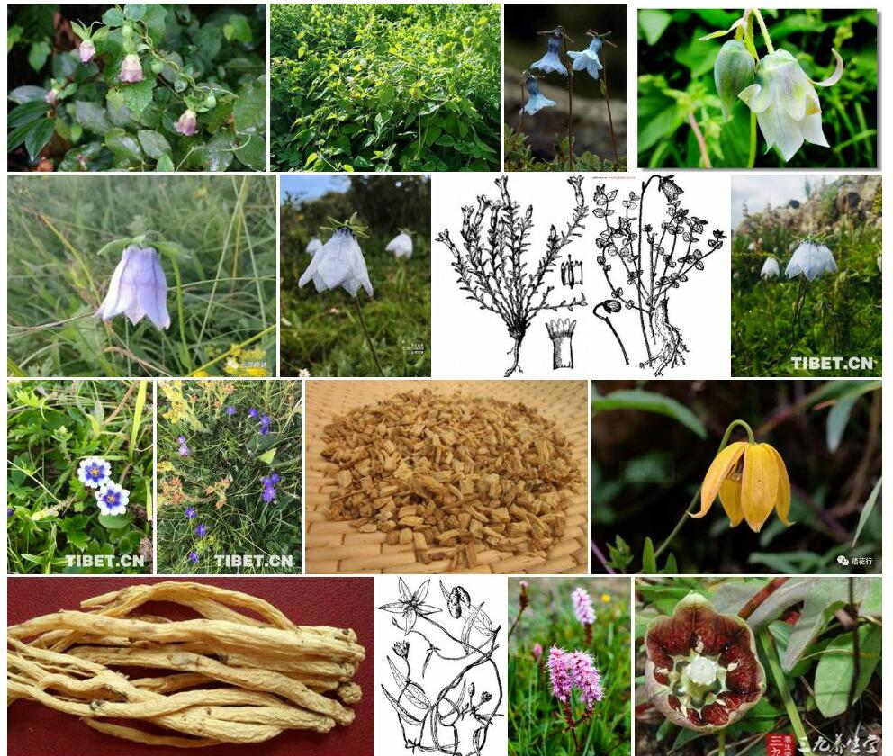 脉花党参照片和图片/