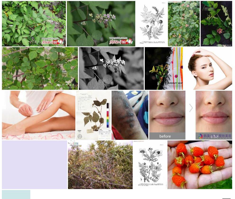 脱毛弓茎悬钩子照片和图片/