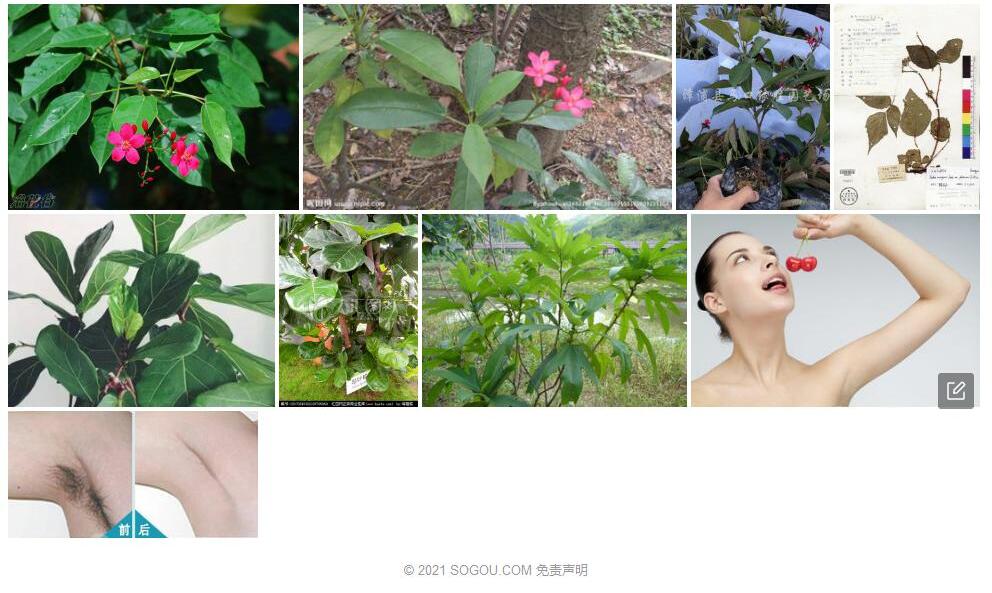 脱毛琴叶悬钩子照片和图片/
