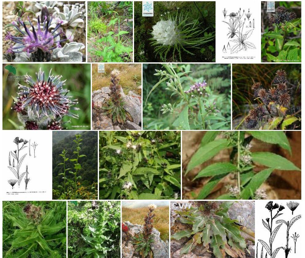 腋头风毛菊照片和图片/
