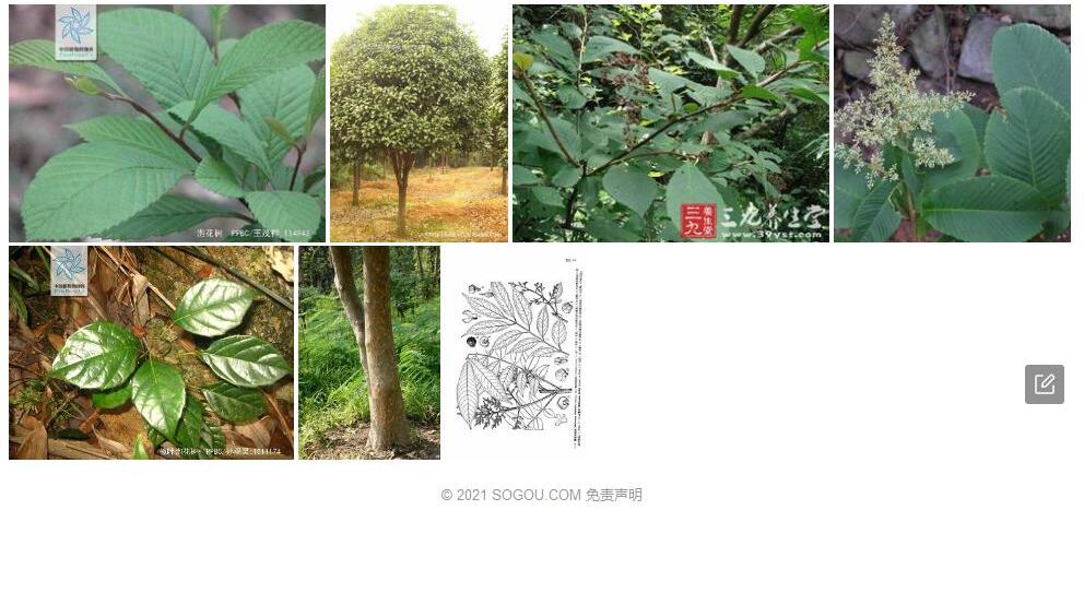 腋毛泡花树照片和图片/