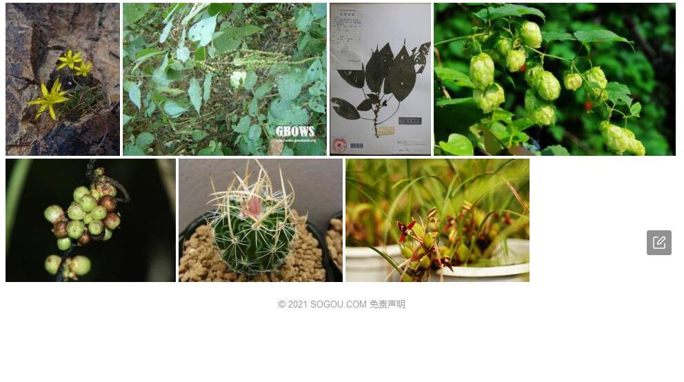 腋球苎麻照片和图片/