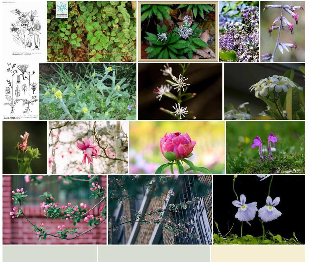 腋花兔儿风照片和图片/