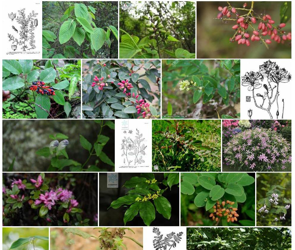 腋花勾儿茶照片和图片/