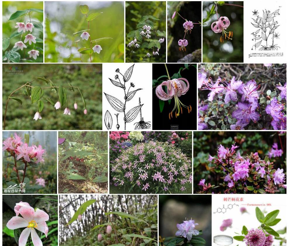 腋花扭柄花照片和图片/