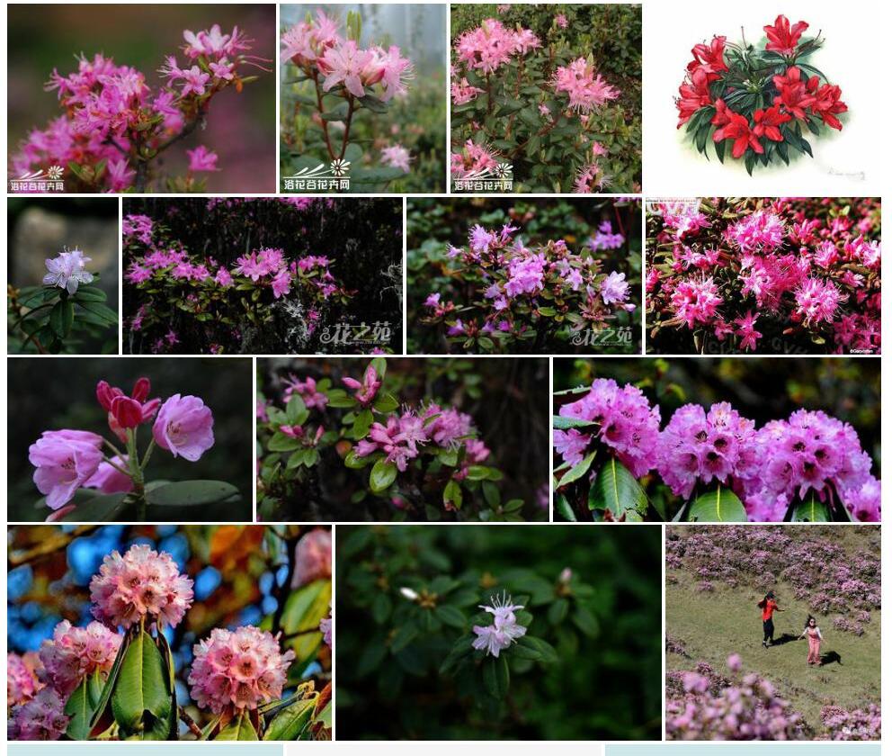 腋花杜鹃照片和图片/