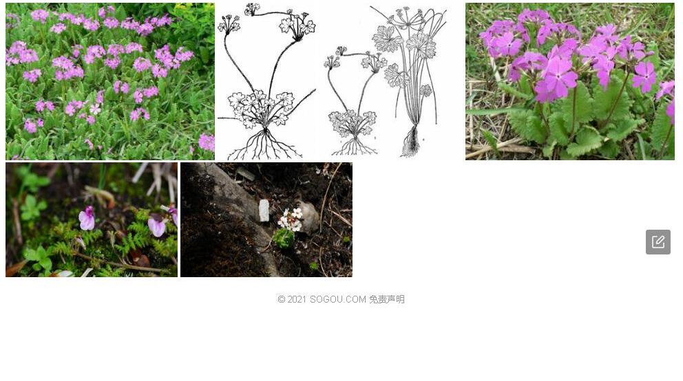 腋花点地梅照片和图片/
