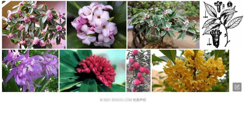 腋花瑞香照片和图片/