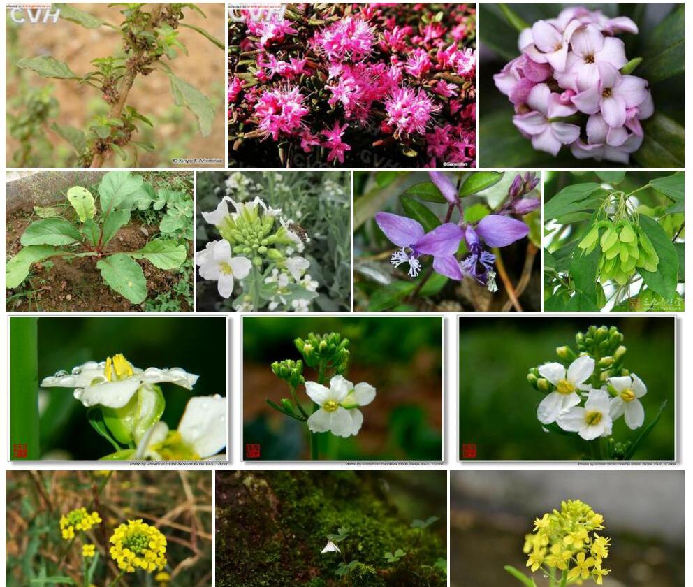 腋花芥照片和图片/