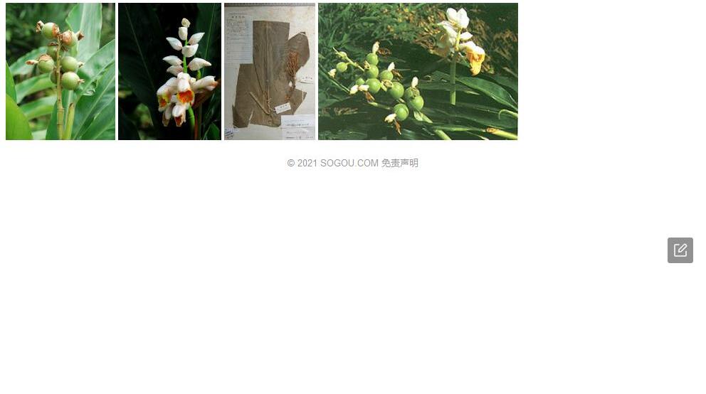 腐花豆蔻照片和图片/