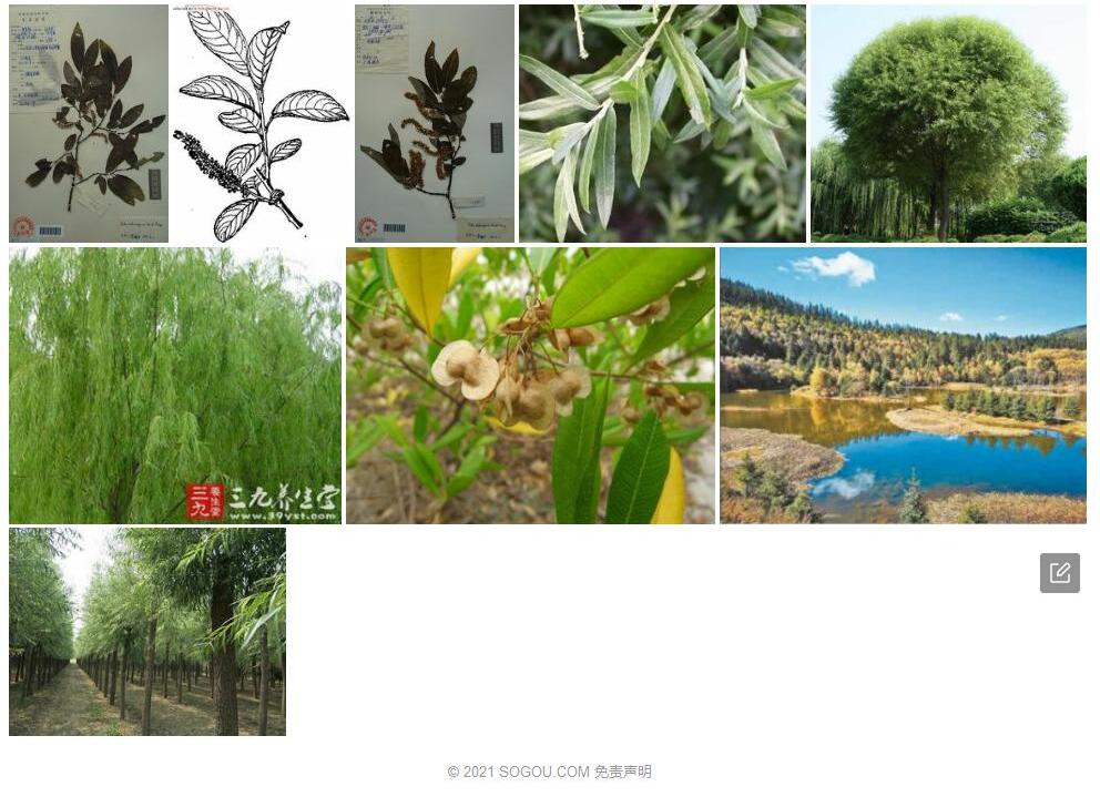腹毛柳照片和图片/