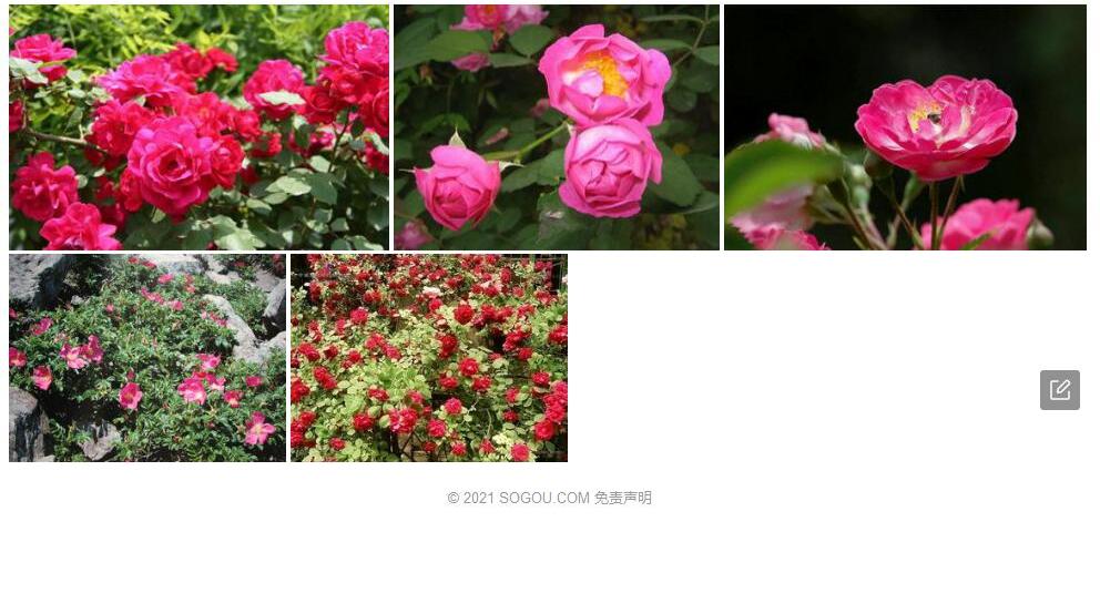 腺叶大红蔷薇照片和图片/