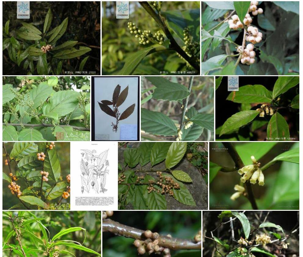 腺叶杜茎山照片和图片/