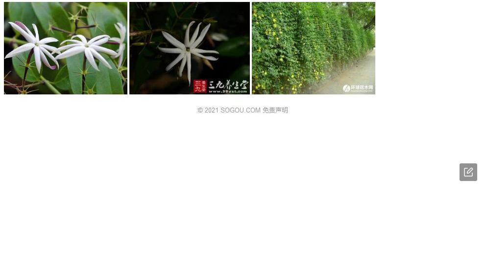 腺叶素馨照片和图片/