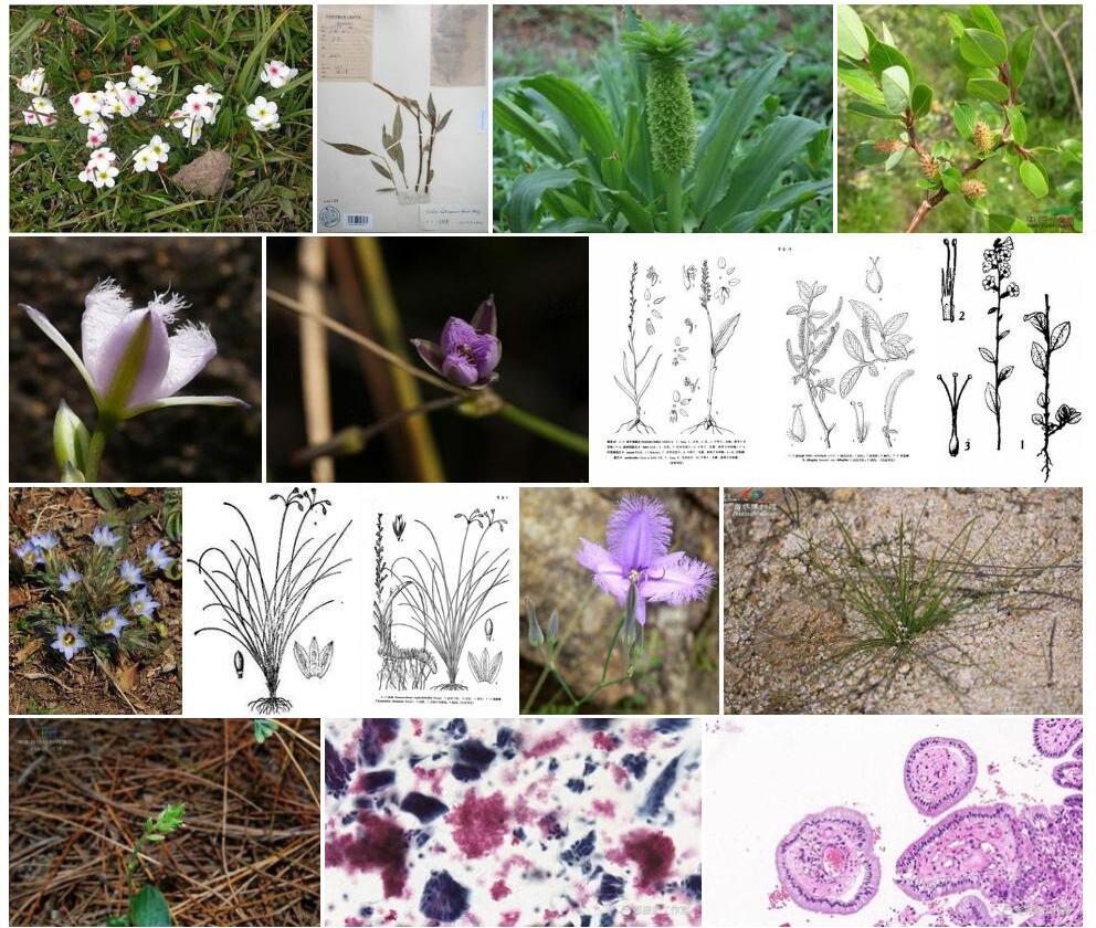 腺异蕊芥照片和图片/