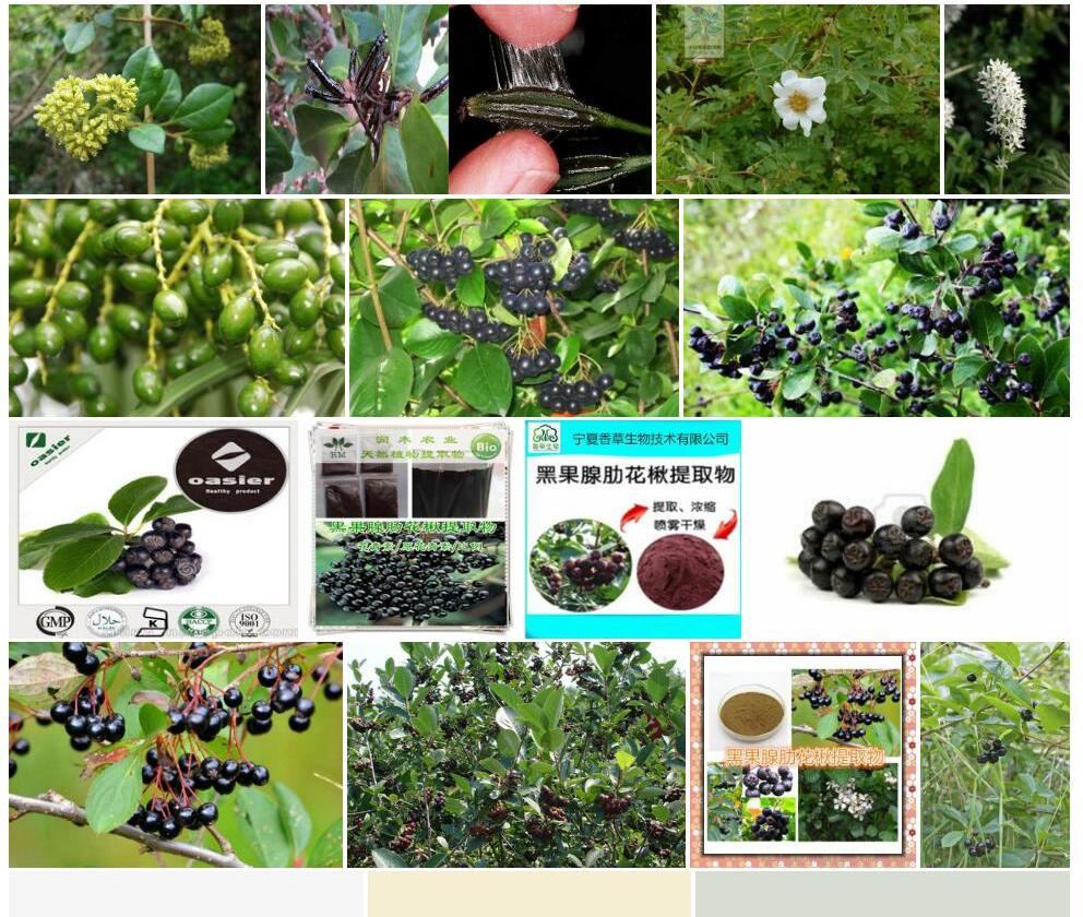 腺果苓菊照片和图片/