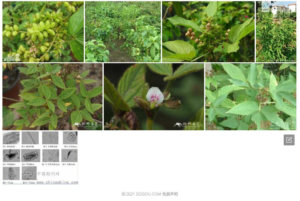 腺毛千斤拔照片和图片/