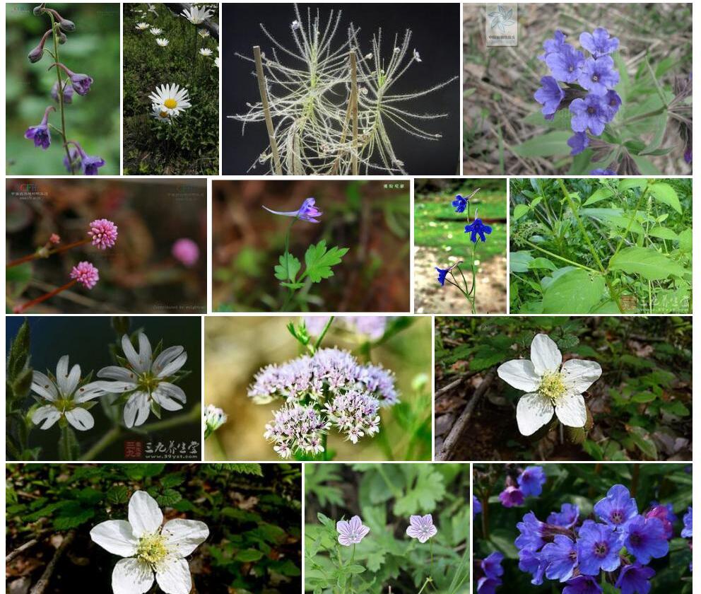 腺毛茎翠雀花照片和图片/