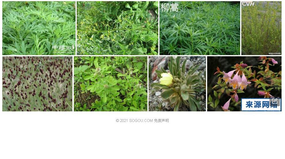 腺毛蒿照片和图片/