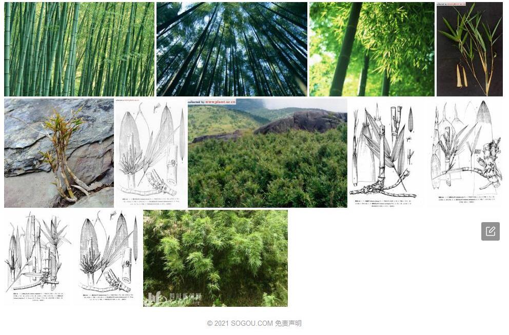 腾冲玉山竹照片和图片/