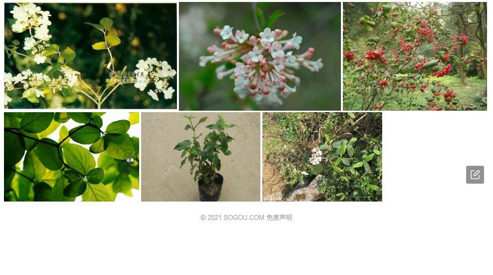 腾越荚蒾照片和图片/