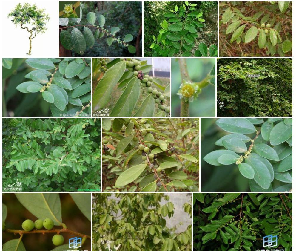 膜叶土蜜树照片和图片/