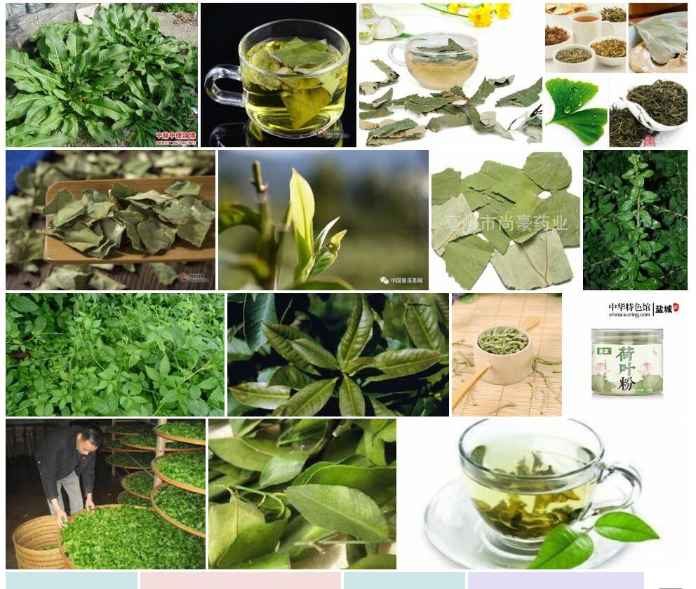 膜叶茶照片和图片/